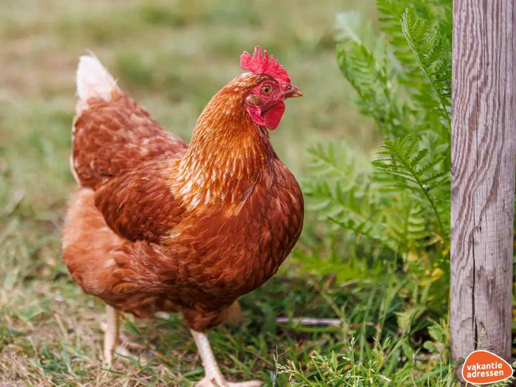 Vakantieadressen accommodatie afbeelding