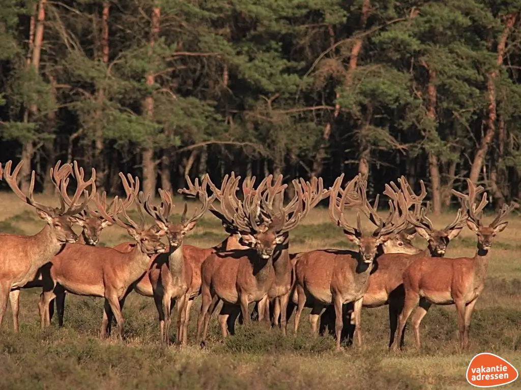 Vakantieadressen accommodatie afbeelding