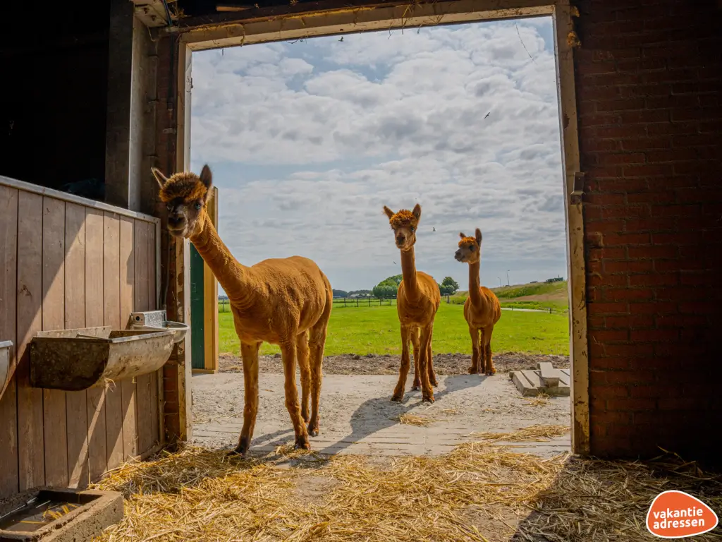 Vakantieadressen accommodatie afbeelding