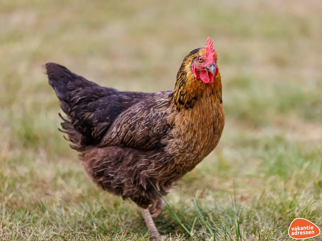 Vakantieadressen accommodatie afbeelding